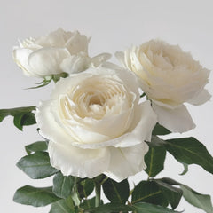 Snowball Forever Rose Plant|永恒之雪 image 3