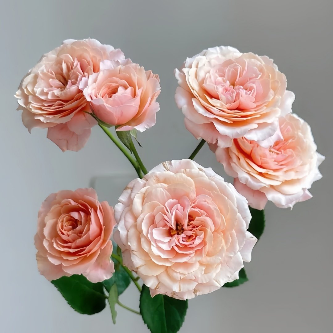 Lirica Rose Plant|丽丽卡 image 1