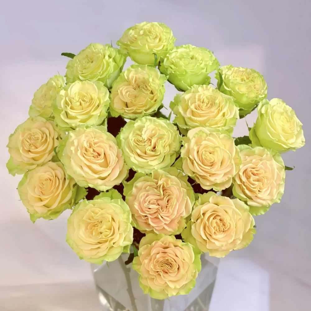 Shangguan Wan'er Rose Plant|上官婉儿 image 0