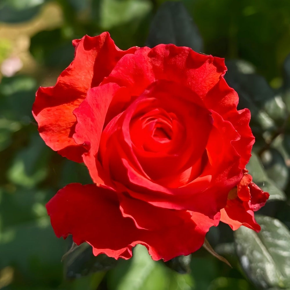 Yu Haitang Rose Plant|玉海棠 image 6