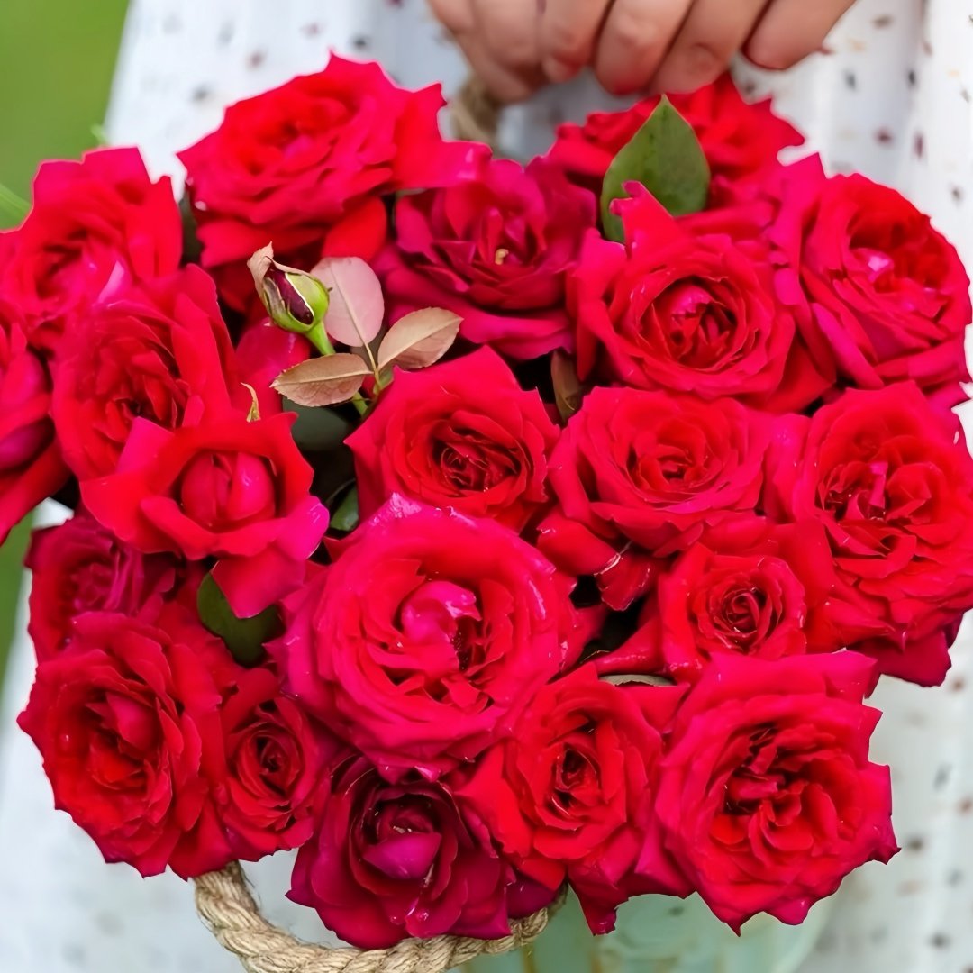 Botero Rose Plant|恩典女士 image 9