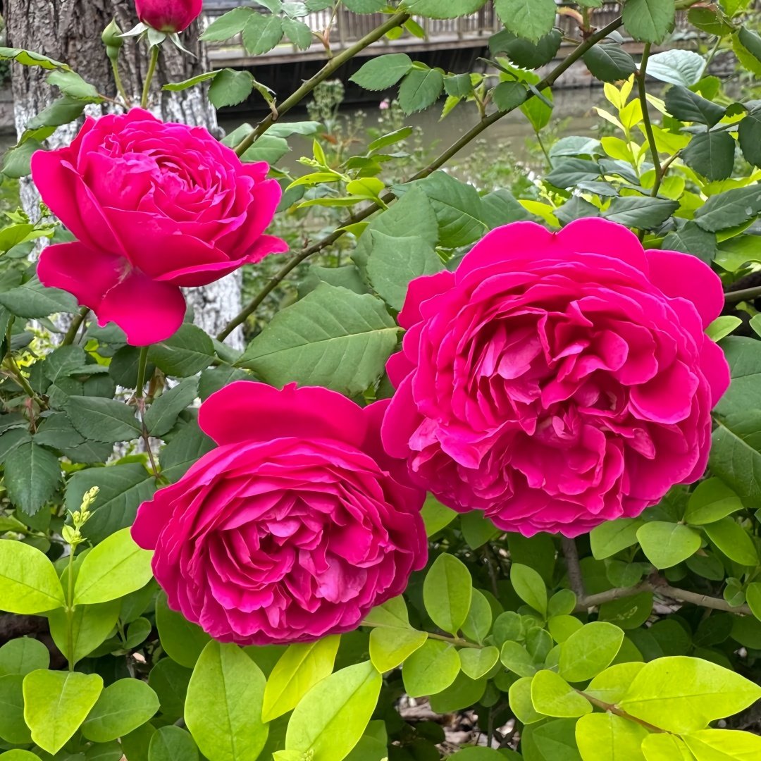 Cybelle Rose Plant｜熹蓓儿 image 1