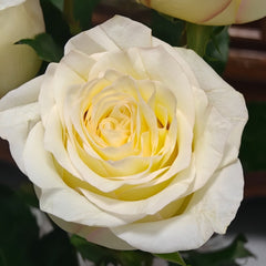 White Candlelight Rose Plant | 白烛光 image 2