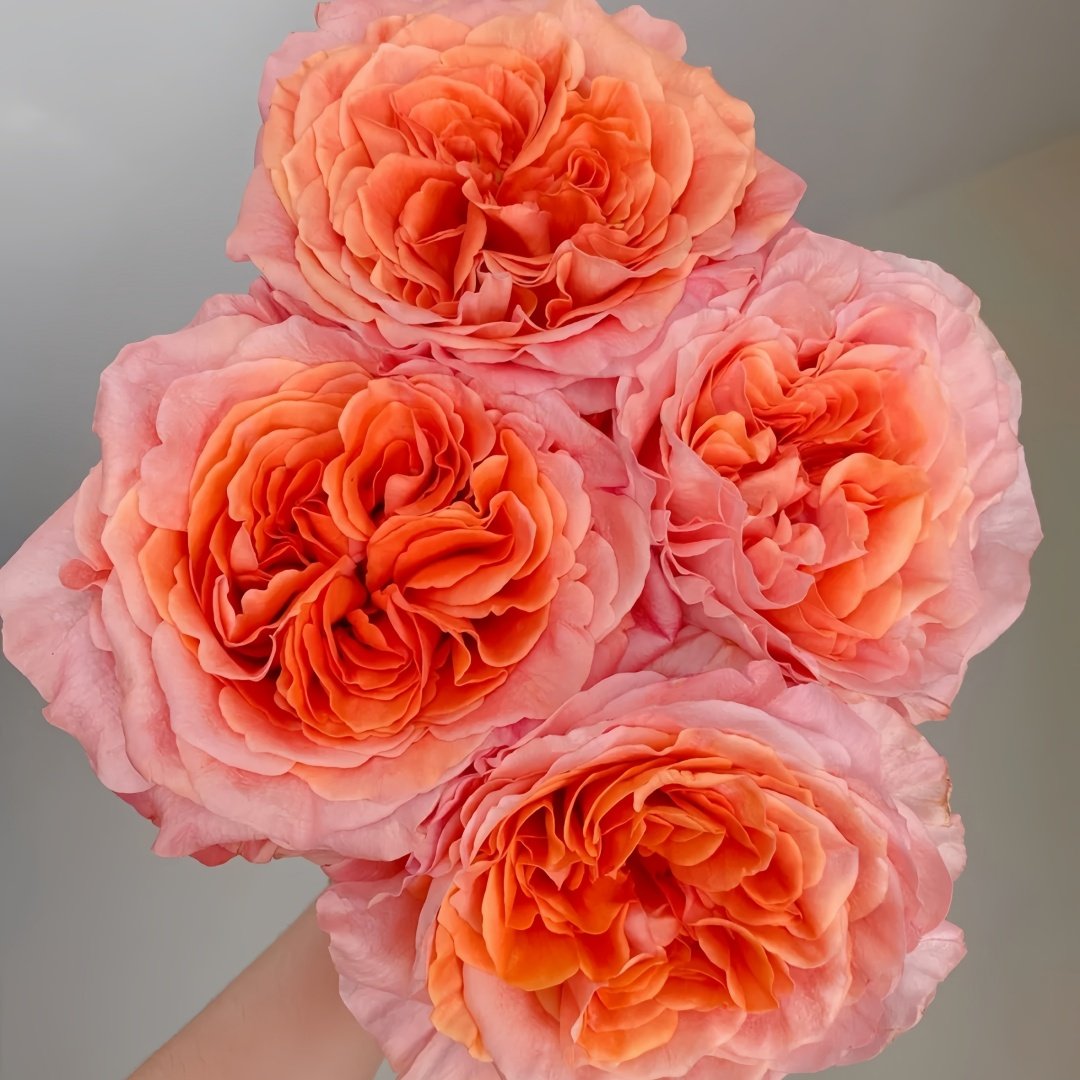 Special Song Rose Plant｜特别情歌 image 3
