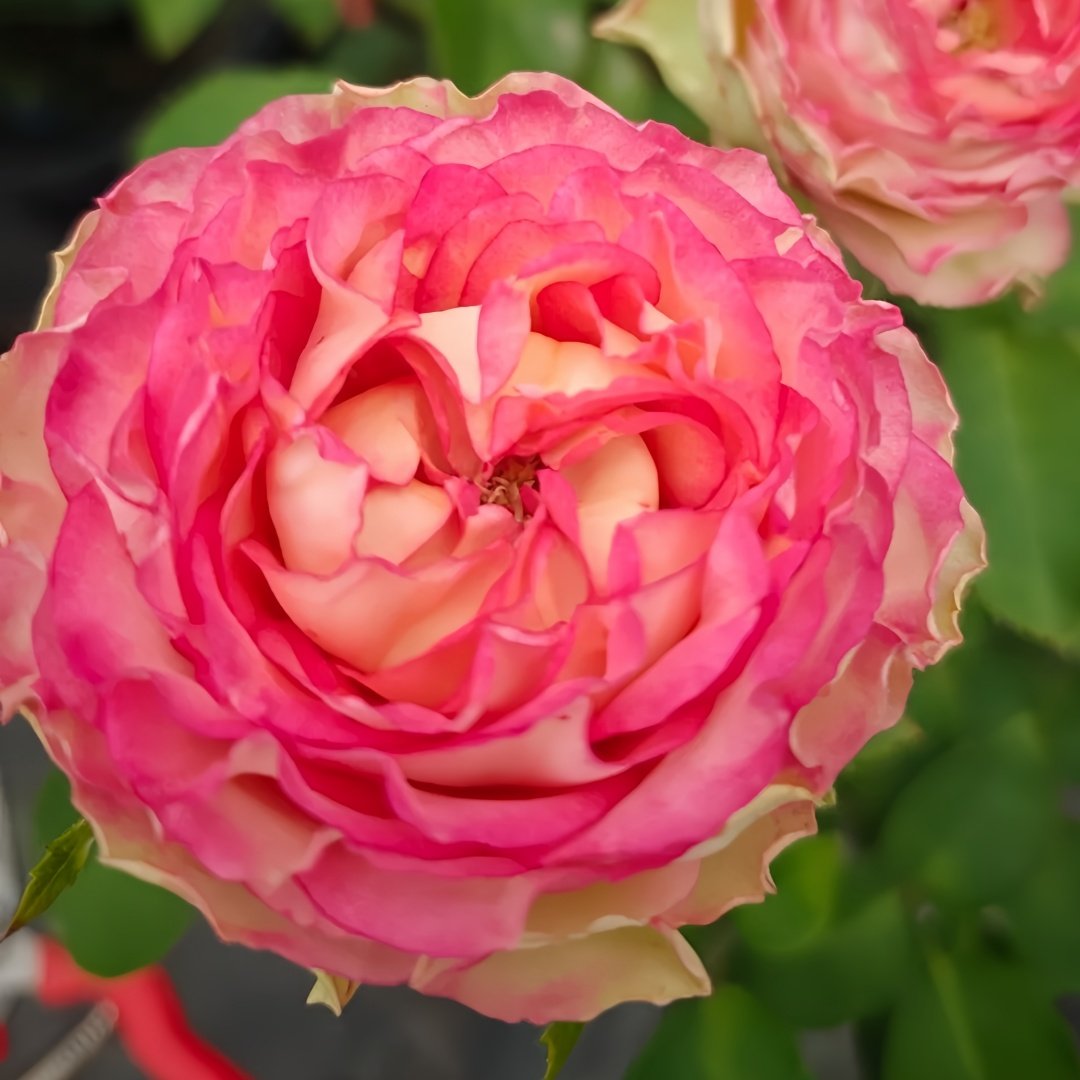 Norway forest Rose Plant｜挪威森林 image 6