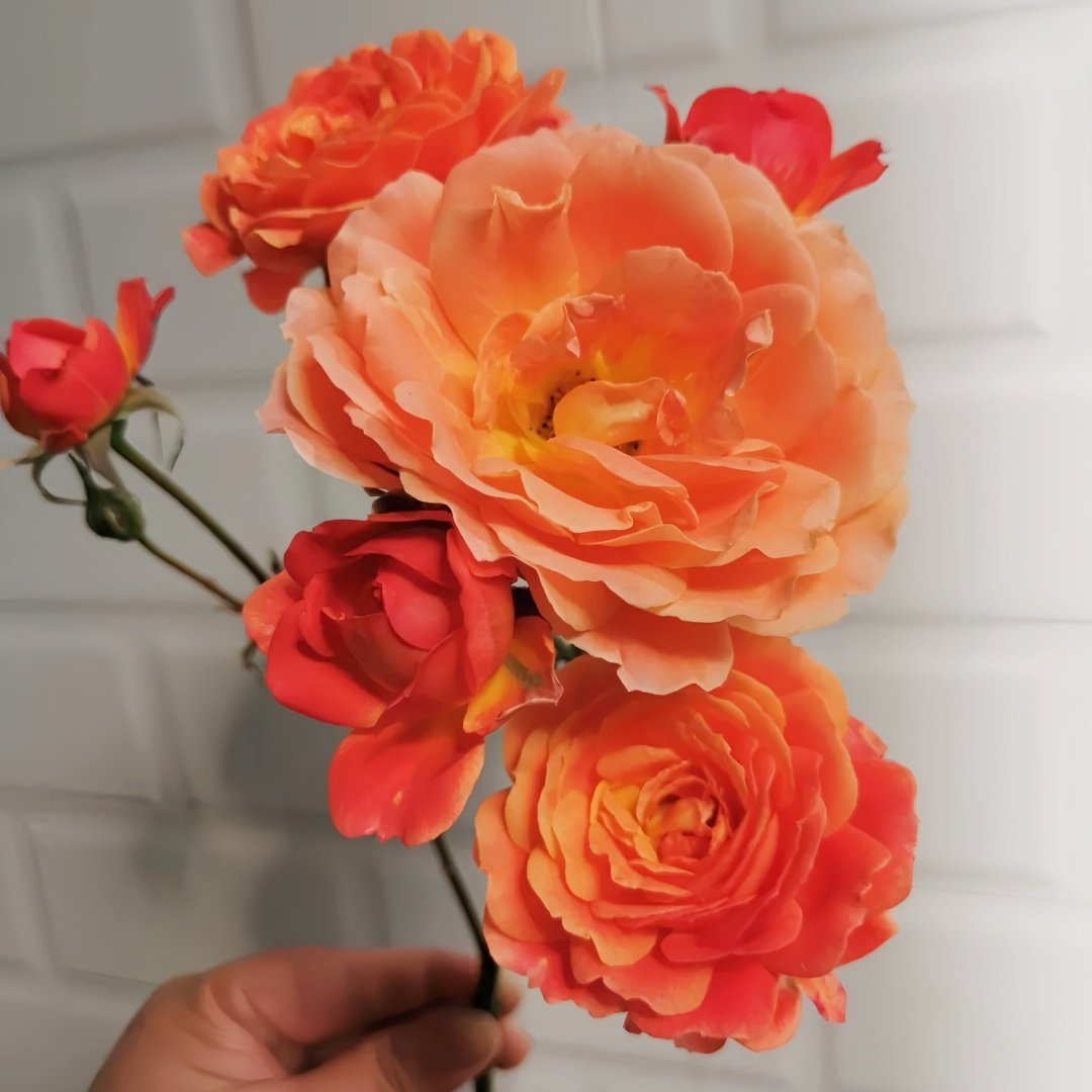 Saturnus King Terazza Rose Plant|土星王阳台 image 8