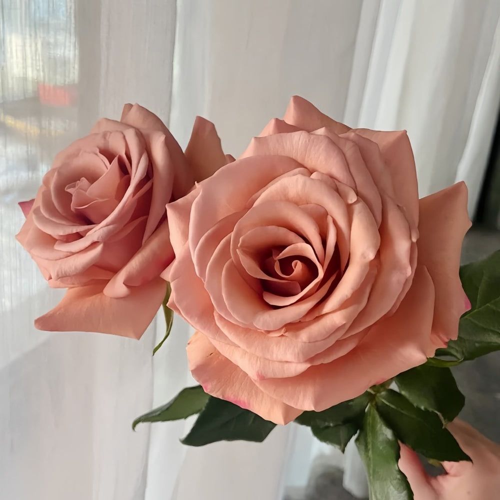 RP Moab Rose Plant | 莫泊 image 6