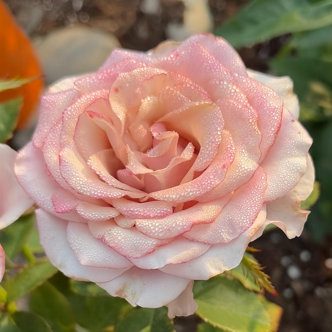 Purple Moon Rose Plant｜紫月 image 5