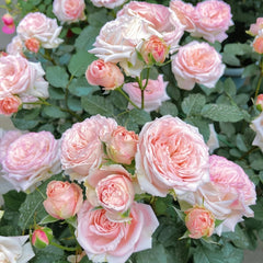 Hina Rose Plant|雏鸟 image 3