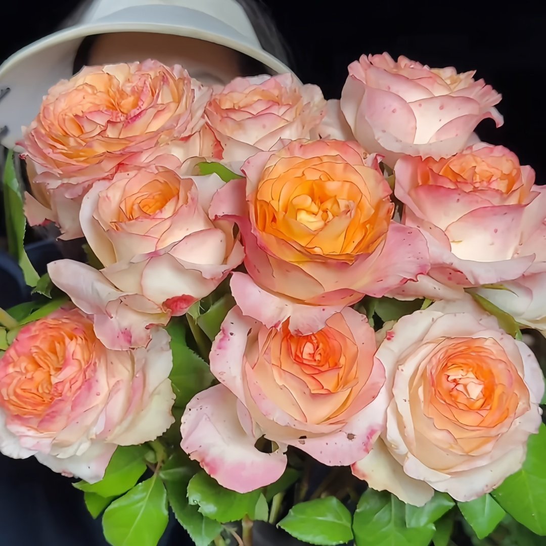 Poetica Rose Plant|诗歌 image 1