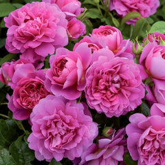 Princess Anne Rose Plant|安妮公主 image 3