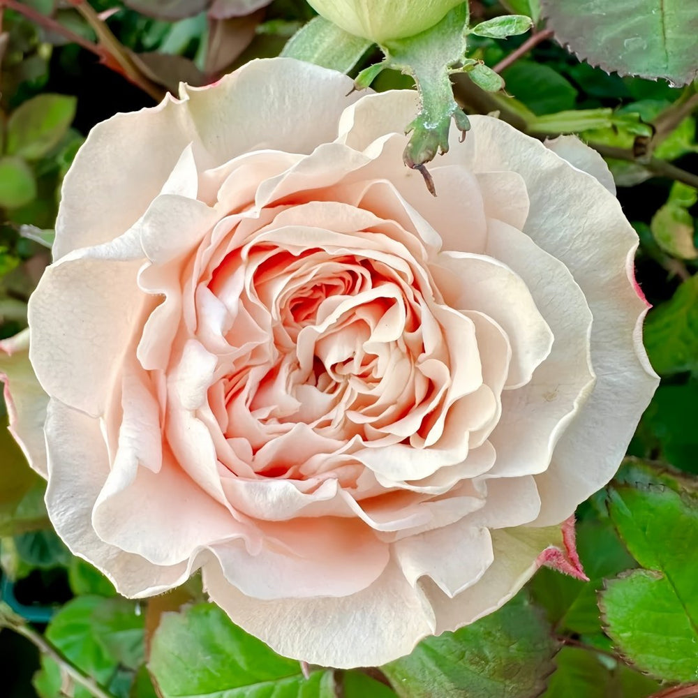 Art Nuvo Rose Plant|新艺术 image 0