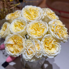 Liuxinsu Rose Plant｜流心酥 image 3