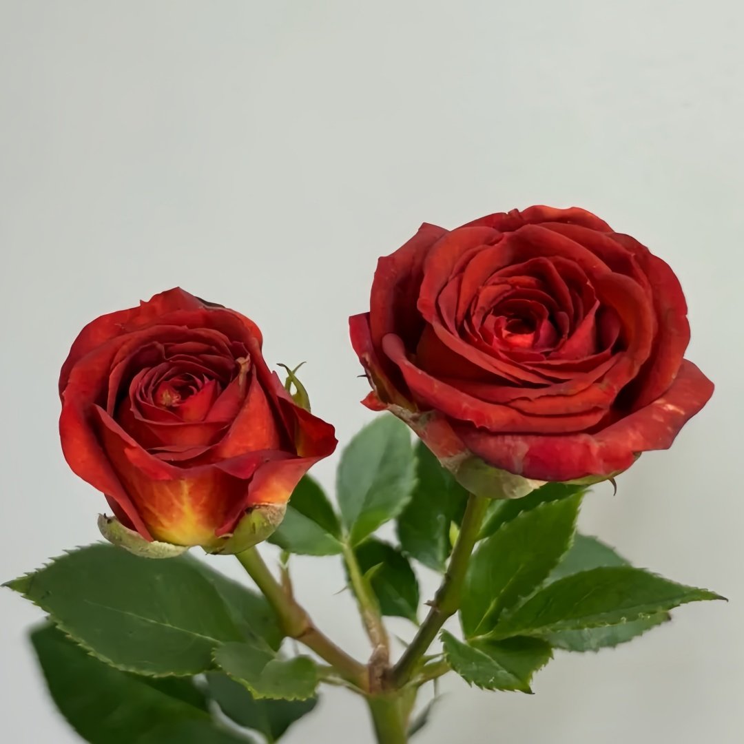 Chocolate Bubbles Rose Plant｜巧克力泡泡 image 4