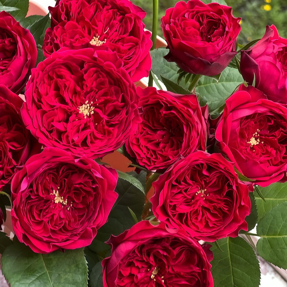 Tess Rose Plant | 苔丝 image 4