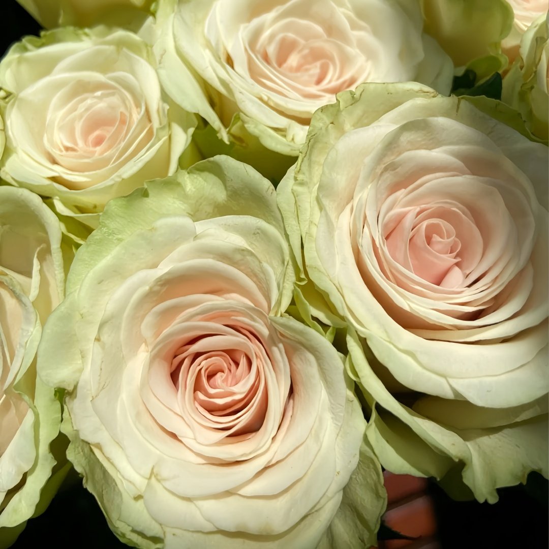 Pompeii Rose Plant｜庞贝 image 6