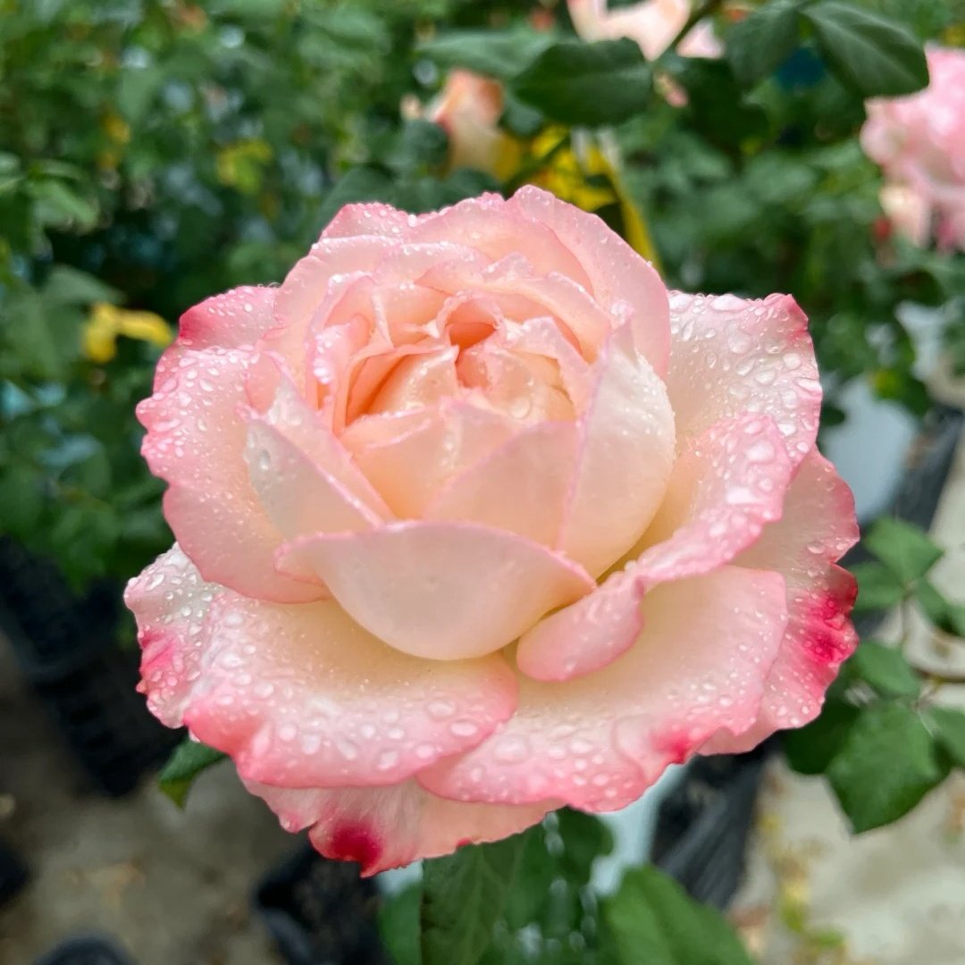 Joyce Rose Plant|乔伊斯 image 6