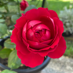 Dracula's Kiss Rose Plant|吸血鬼之吻 image 1