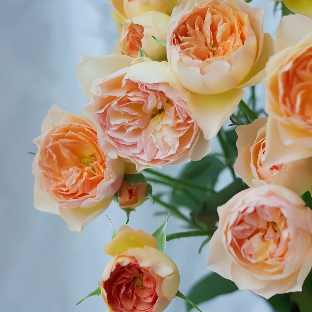 Tsukitohana Rose Plant|花月/月亮之花 image 7