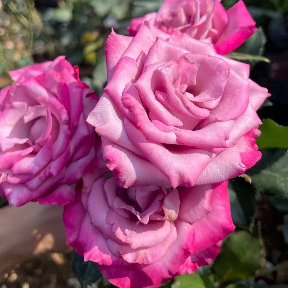 Deep Purple Rose Plant｜一片深紫 image 5
