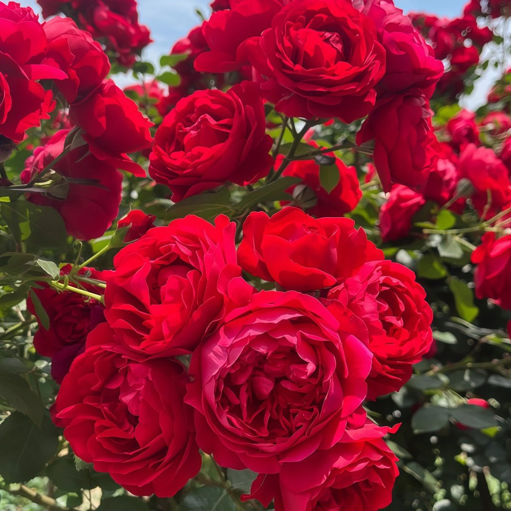 Florentina Rose Plant｜弗洛伦蒂娜 image 4