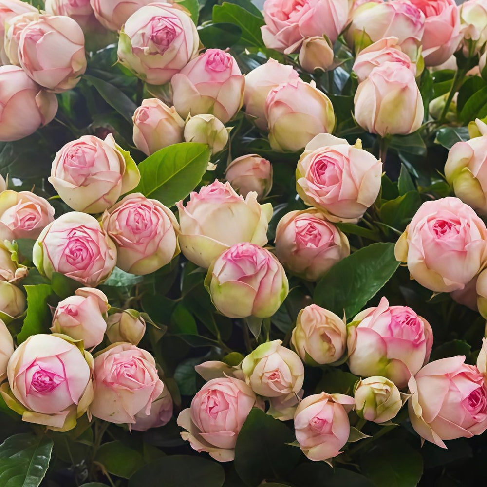 Charming Piano Rose Plant | 妩媚钢琴 image 7