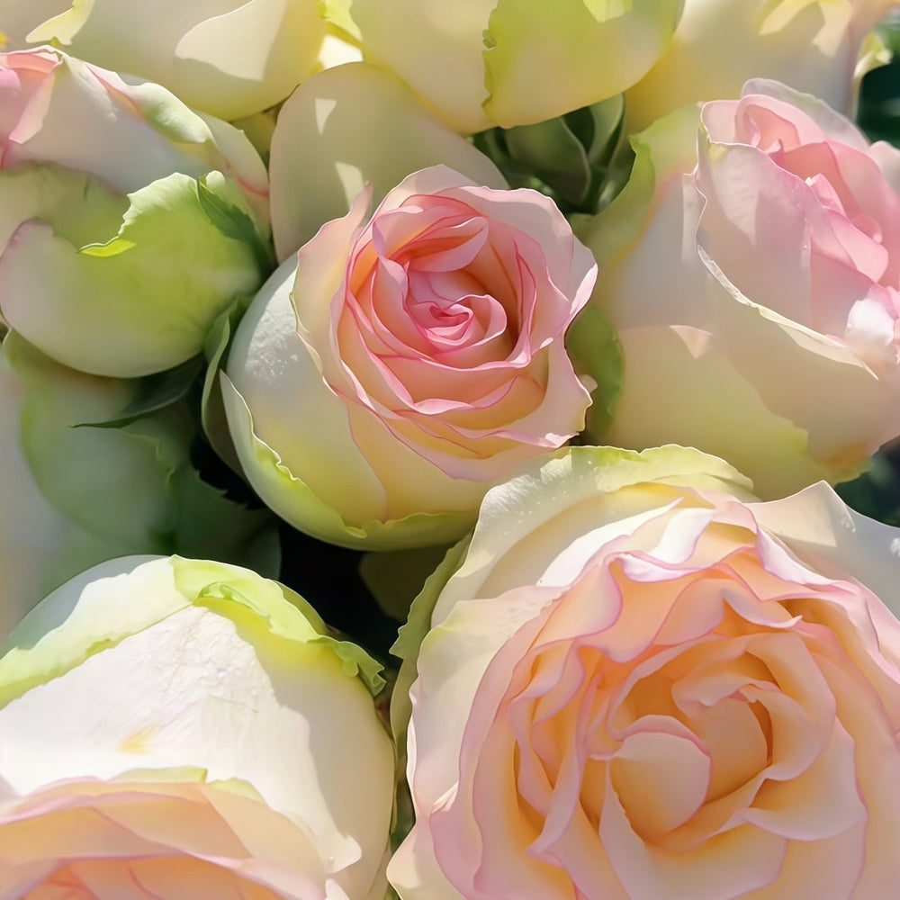 White Elsa Rose Plant|白艾莎 image 3