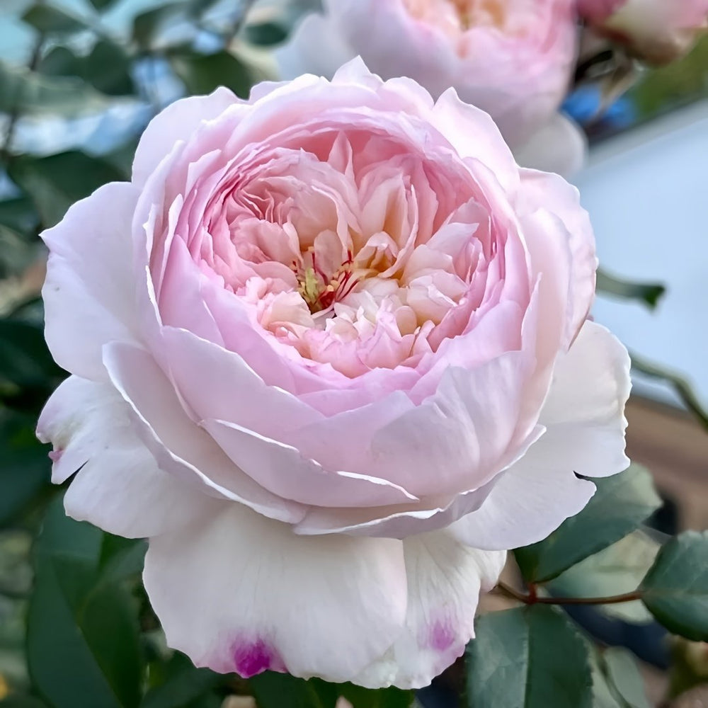 Savon Rose Plant|肥皂 image 5