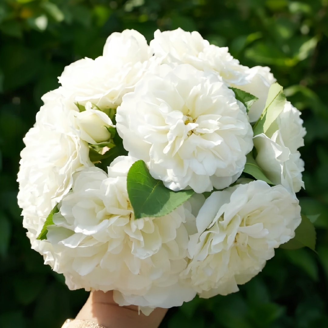 White Meidiland Rose Plant｜白米农 image 0