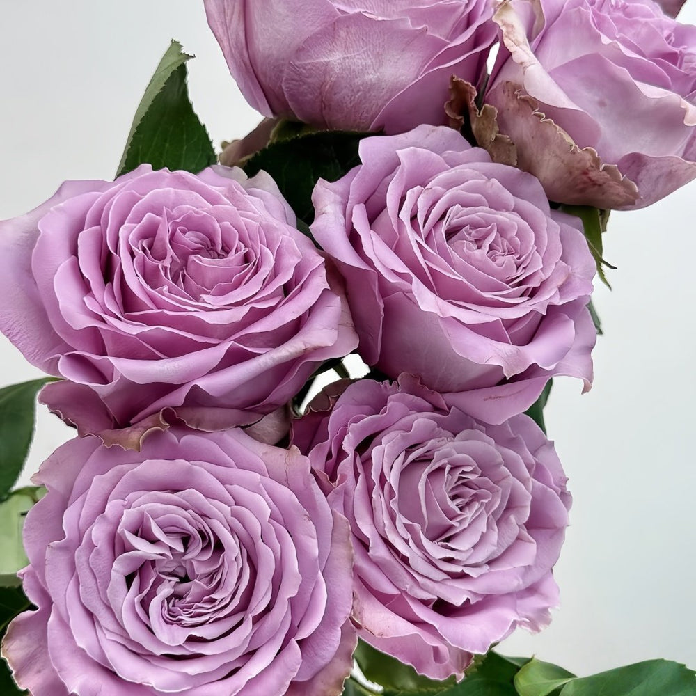 Princess Kaori Rose Plant|香织公主 image 8