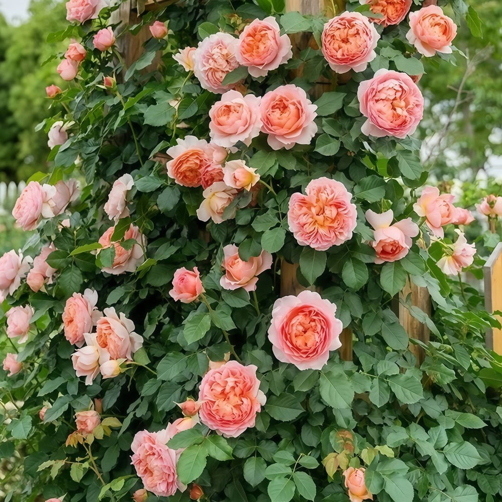 JinYan Rose Plant | 锦嫣 image 8