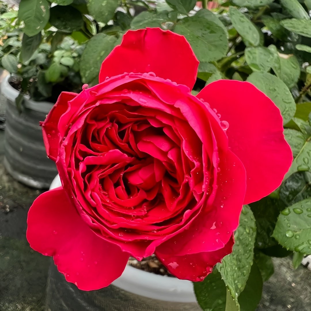 Traviata Rose Plant|茶花女 image 0