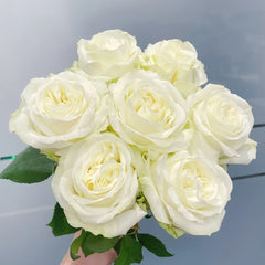 Blanche Elegance Rose Plant|白荣耀 image 1