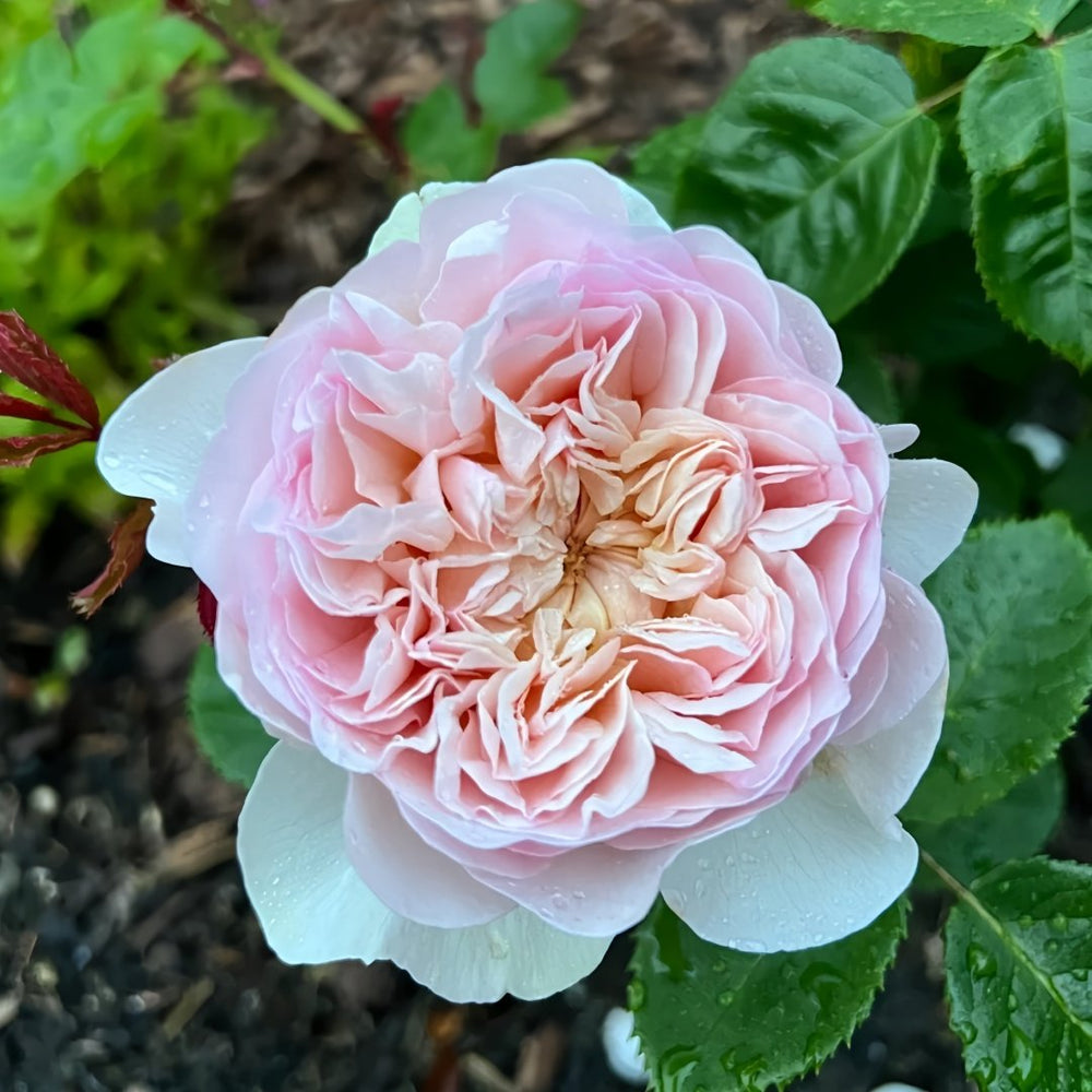 Emily Brontë Rose Plant｜艾米莉·勃朗特 image 7