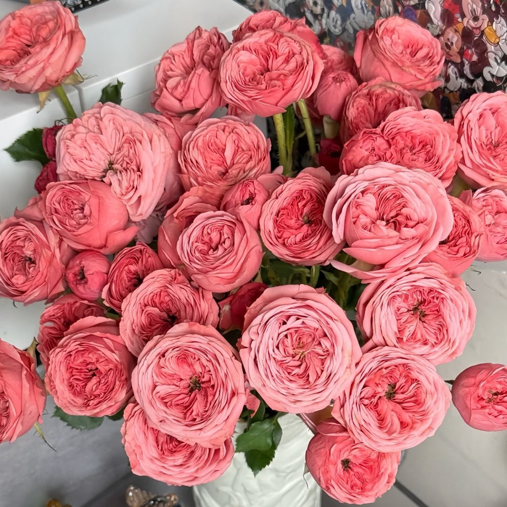 Bella Trendsetter Rose Plant｜潮流贝拉 image 0