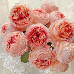 Confiture Rose Plant | 果酱 image 2