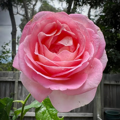 Elle Rose Plant｜艾丽 image 2