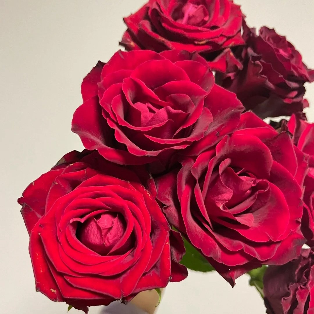 Legends Rose Plant|传奇玫瑰 image 4