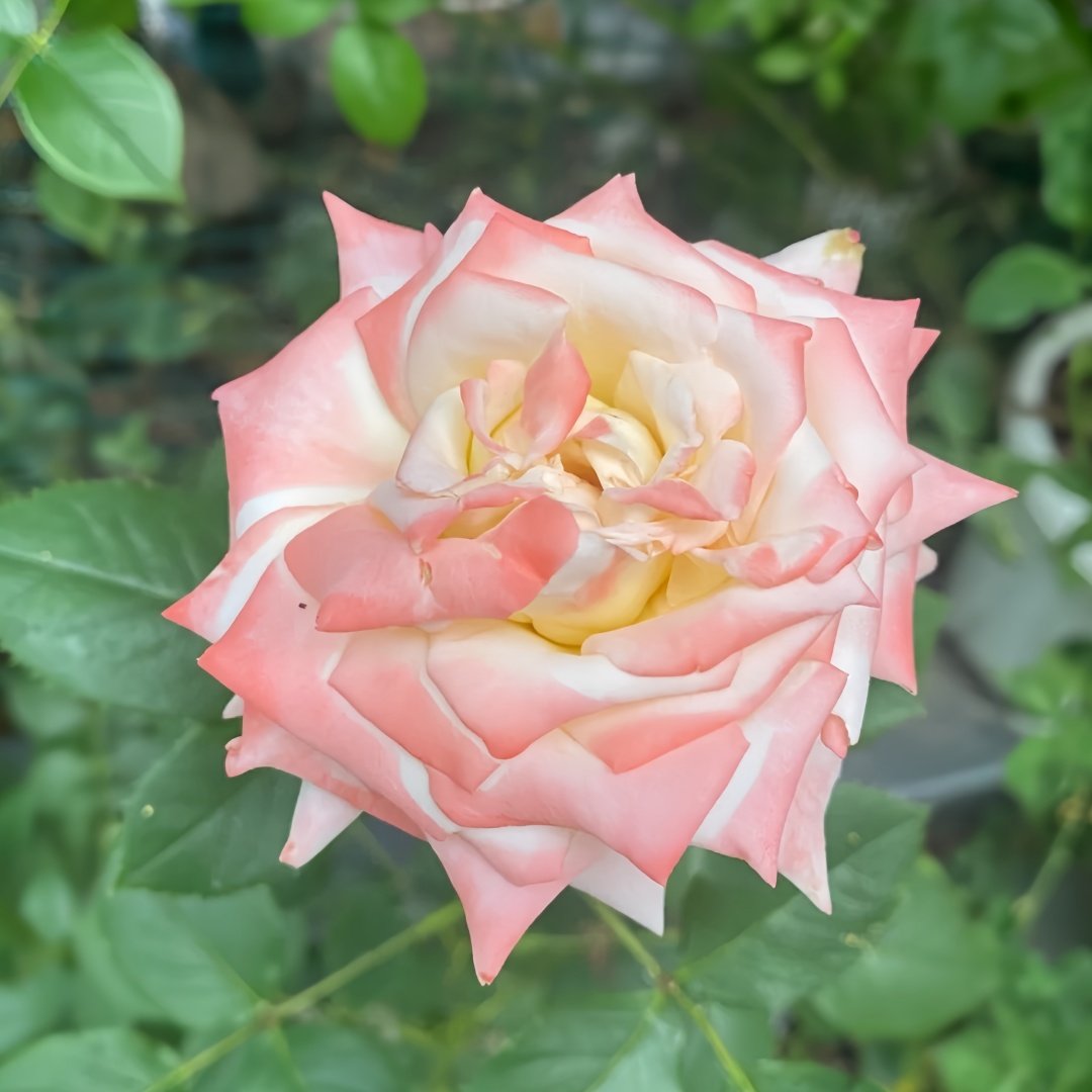 Athena Rose Plant|雅典娜 image 8