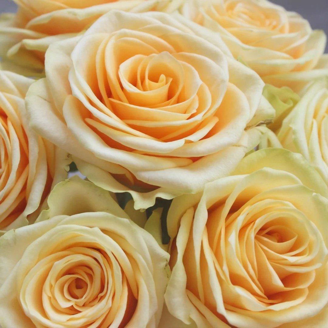 Lemonade Rose Plant|莱蒙乃迪 image 5