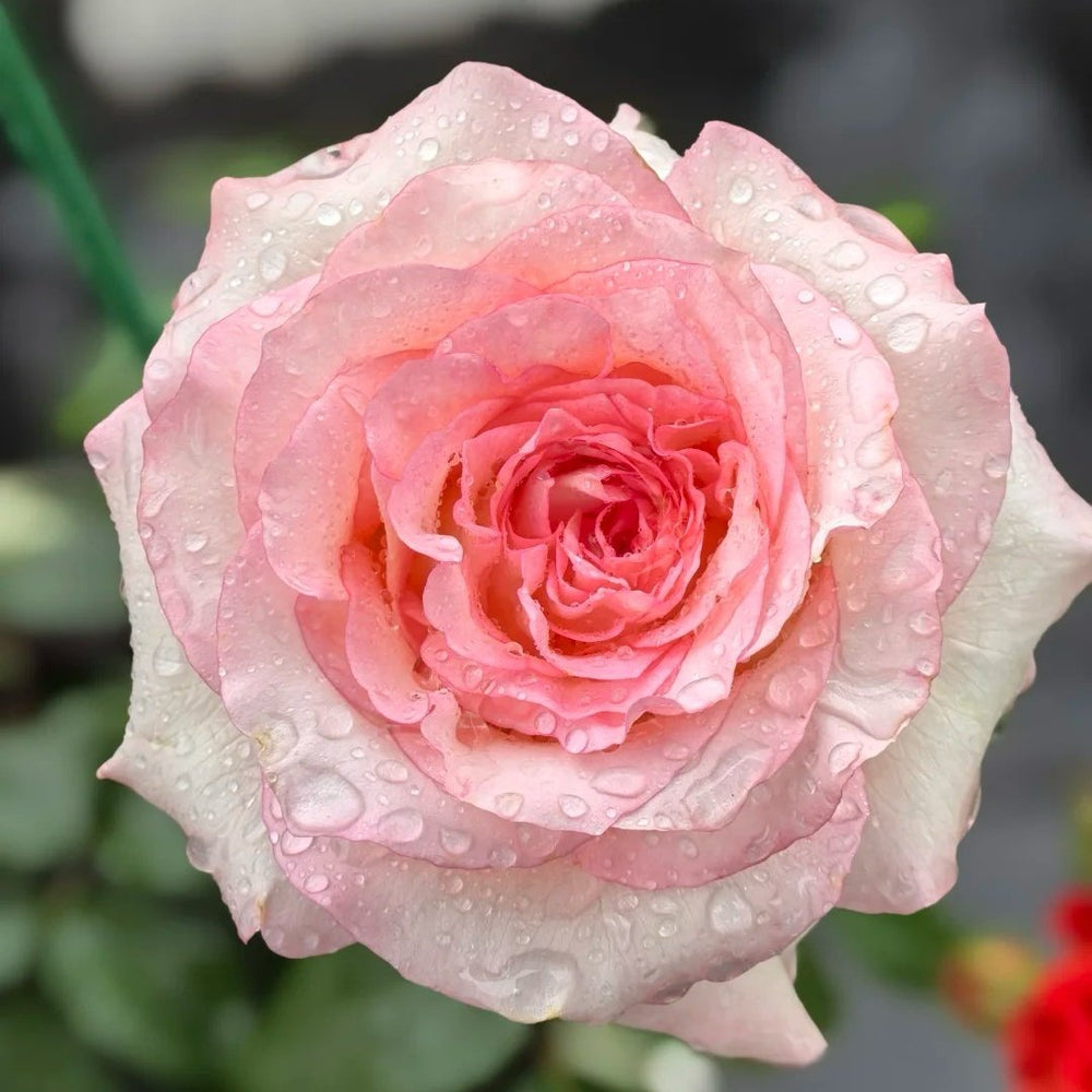 BouLevard Rose Plant|林荫大道 image 1