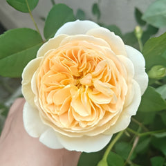 Teasing Georgia Rose Plant|欢笑格鲁吉亚 image 1