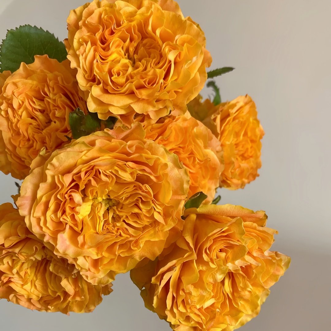 Orange Reeva Rose Plant|橙色风暴 image 5