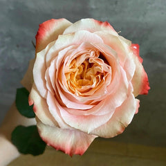 Peach Funky Rose Plant | 方可桃 image 1