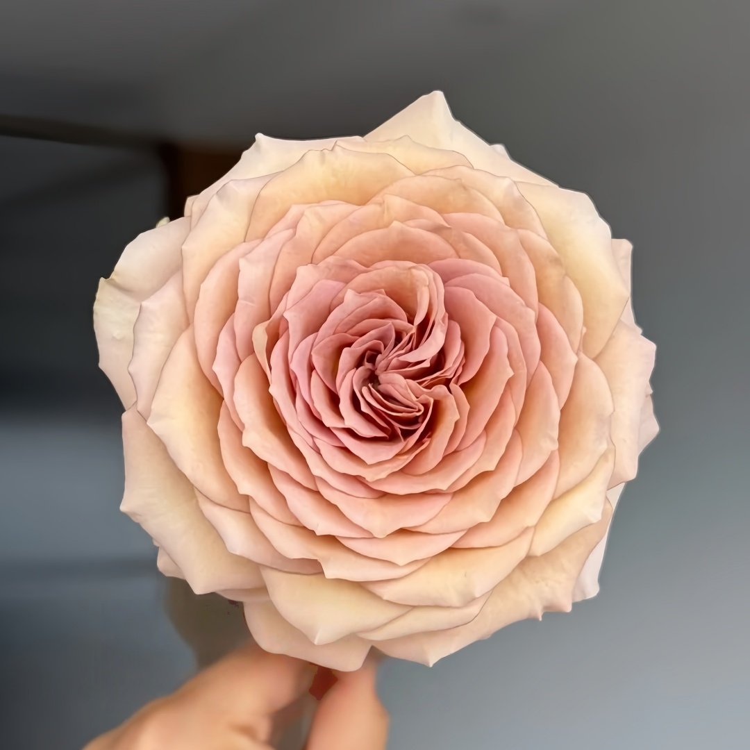 Beiley Rose Plant｜贝利 image 1