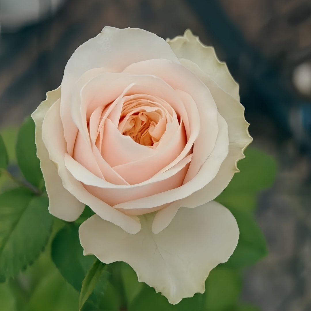 Jillian Rose Plant｜吉莉安公主 image 2