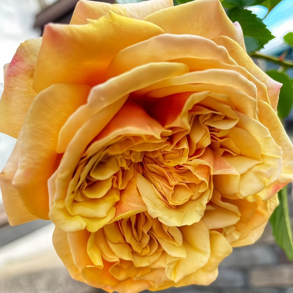 Country Bear Rose Plant|乡村熊 image 4