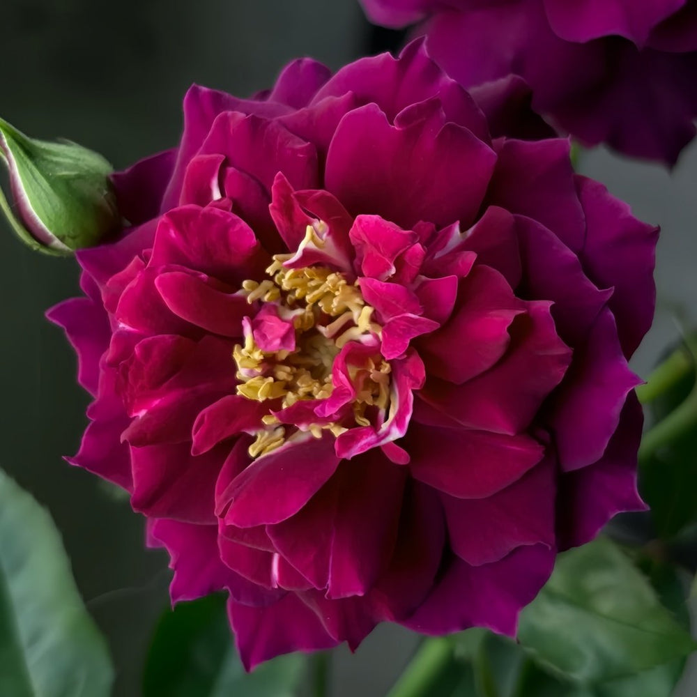 Laylah Rose Plant|黑夜莱拉 image 4