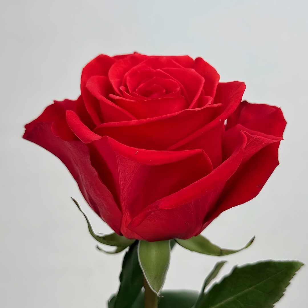 New Face Rose Plant|新面孔 image 8