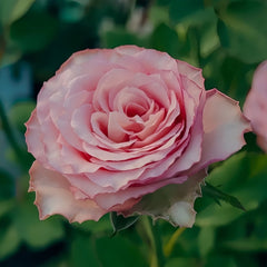 Ginette Rose Plant｜吉内特 image 2